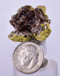 2.6cms AXINITE CRYSTALS PREHNITE Cluster Peru Mineral Specimen Collectors A603