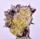 2.2cms AXINITE CRYSTALS PREHNITE Cluster Peru Mineral Specimen Collectors A605