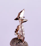 0.6cms NATIVE SILVER WIRES  Peru Mineral Specimen H377