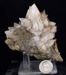 8.6cms CALCITE TOOTH DOG Peru Crystals Mineral Specimen Collector G266