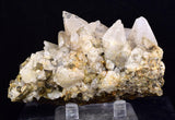 9cms CALCITE TOOTH DOG Peru Crystals Mineral Specimen Collector G267