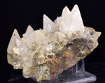 9.6cms CALCITE TOOTH DOG Peru Crystals Mineral Specimen Collector G268