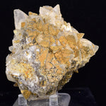 8cms CALCITE TOOTH DOG Peru Crystals Mineral Specimen Collector G269