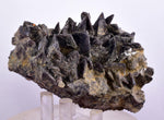 7.5cms GEM AXINITE CRYSTALS Peru Mineral Specimen Collector Old Stock Peru  A622
