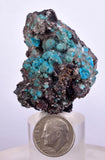 4.8cms DRUZY CHRYSOCOLLA QUARTZ Druzy Chile Inca de Oro Mineral Specimen D283