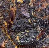 5.9cms GARNET ANDRADITE STEPPED Crystal Rare Peru Grossular Peru Gemstone Mineral Specimen G272