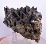7.5cms GEM AXINITE CRYSTALS Peru Mineral Specimen Collector Old Stock Peru  A622