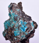 4.8cms DRUZY CHRYSOCOLLA QUARTZ Druzy Chile Inca de Oro Mineral Specimen D283