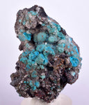 4.8cms DRUZY CHRYSOCOLLA QUARTZ Druzy Chile Inca de Oro Mineral Specimen D283