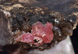 2.6cms RHODOCHROSITE CRYSTALS Peru Uchucchacua Mine Gemstone Collector Mineral Specimen R760