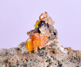3.9cms RARE WULFENITE Mini Crystals Alamo Arizona usa Y91