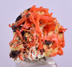 2.3cms GEM RED CROCOITE Gibbsite Crystal Cluster Matrix Adelaide Mine Australia Mineral Specimen Z33