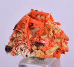 2.3cms GEM RED CROCOITE Gibbsite Crystal Cluster Matrix Adelaide Mine Australia Mineral Specimen Z33