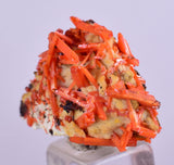 2.3cms GEM RED CROCOITE Gibbsite Crystal Cluster Matrix Adelaide Mine Australia Mineral Specimen Z33