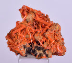 2.5cms GEM RED CROCOITE Crystal Cluster Matrix Adelaide Mine Australia Mineral Specimen Z34