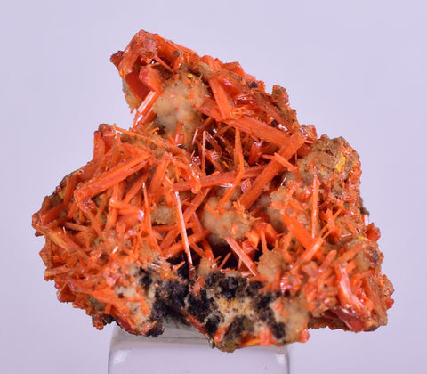 2.5cms GEM RED CROCOITE Crystal Cluster Matrix Adelaide Mine Australia Mineral Specimen Z34