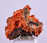 2.5cms GEM RED CROCOITE Crystal Cluster Matrix Adelaide Mine Australia Mineral Specimen Z34