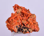 2.5cms GEM RED CROCOITE Crystal Cluster Matrix Adelaide Mine Australia Mineral Specimen Z34