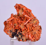 2.5cms GEM RED CROCOITE Crystal Cluster Matrix Adelaide Mine Australia Mineral Specimen Z34