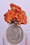 2.5cms GEM RED CROCOITE Crystal Cluster Matrix Adelaide Mine Australia Mineral Specimen Z34