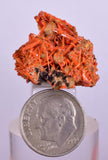 2.5cms GEM RED CROCOITE Crystal Cluster Matrix Adelaide Mine Australia Mineral Specimen Z34