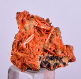2.5cms GEM RED CROCOITE Crystal Cluster Matrix Adelaide Mine Australia Mineral Specimen Z34