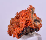 2.5cms GEM RED CROCOITE Crystal Cluster Matrix Adelaide Mine Australia Mineral Specimen Z34