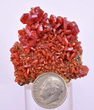 4.5cms VANADINITE CRYSTAL Mibladen Morocco Mineral Specimen W54