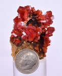 4.2cms VANADINITE CRYSTAL Mibladen Morocco Mineral Specimen W55