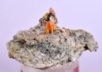 3.9cms RARE WULFENITE Mini Crystals Alamo Arizona usa Y91