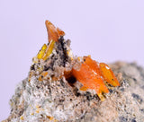 3.9cms RARE WULFENITE Mini Crystals Alamo Arizona usa Y91