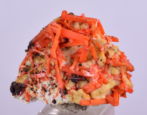 2.3cms GEM RED CROCOITE Gibbsite Crystal Cluster Matrix Adelaide Mine Australia Mineral Specimen Z33