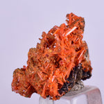 2.5cms GEM RED CROCOITE Crystal Cluster Matrix Adelaide Mine Australia Mineral Specimen Z34