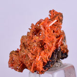 2.5cms GEM RED CROCOITE Crystal Cluster Matrix Adelaide Mine Australia Mineral Specimen Z34