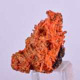 2.5cms GEM RED CROCOITE Crystal Cluster Matrix Adelaide Mine Australia Mineral Specimen Z34