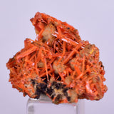 2.5cms GEM RED CROCOITE Crystal Cluster Matrix Adelaide Mine Australia Mineral Specimen Z34