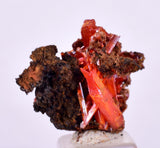 2.2cms GEM RED CROCOITE Crystal Cluster Matrix Adelaide Mine Australia Mineral Specimen Z37