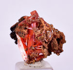 2.2cms GEM RED CROCOITE Crystal Cluster Matrix Adelaide Mine Australia Mineral Specimen Z37