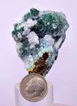 4.9cms GEM SILICA CHRYSOCOLLA Druzy Quartz Lily Mine Peru Mineral Specimen D288