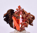 2.2cms GEM RED CROCOITE Crystal Cluster Matrix Adelaide Mine Australia Mineral Specimen Z37
