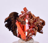 2.2cms GEM RED CROCOITE Crystal Cluster Matrix Adelaide Mine Australia Mineral Specimen Z37