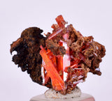 2.2cms GEM RED CROCOITE Crystal Cluster Matrix Adelaide Mine Australia Mineral Specimen Z37
