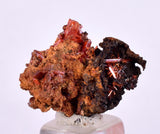 2.2cms GEM RED CROCOITE Crystal Cluster Matrix Adelaide Mine Australia Mineral Specimen Z37