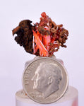 2.2cms GEM RED CROCOITE Crystal Cluster Matrix Adelaide Mine Australia Mineral Specimen Z37