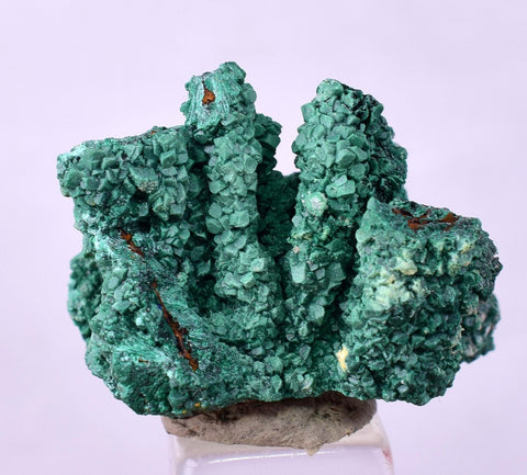 2.4cms GEM MALACHITE Crystals Ahouli Mines Midelt Province Morocco U616