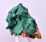4.2cms GEM MALACHITE Crystals Ahouli Mines Midelt Province Morocco U617