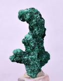3.2cms GEM MALACHITE Crystals Ahouli Mines Midelt Province Morocco U615