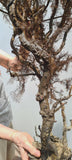 93cms GIANT GOLDEN BLACK Coral Peru Natural Branch Sea Genuine for Pendant Beads Jewelry Cabochon