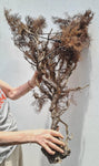 93cms GIANT GOLDEN BLACK Coral Peru Natural Branch Sea Genuine for Pendant Beads Jewelry Cabochon