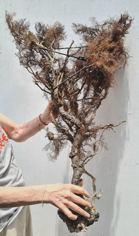 93cms GIANT GOLDEN BLACK Coral Peru Natural Branch Sea Genuine for Pendant Beads Jewelry Cabochon
